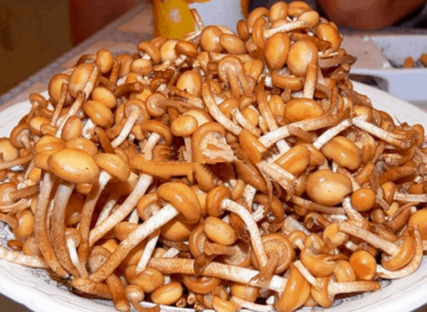 Маринуем опята: 10 самых лучших рецептов для любителей вкусных грибочков