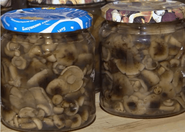 Маринуем опята: 10 самых лучших рецептов для любителей вкусных грибочков