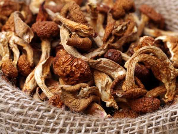 Подлива из сушеных грибов: подборка лучших рецептов